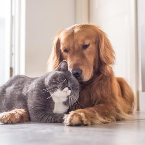seguro de mascotas